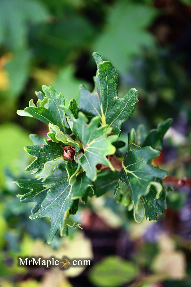 - Quercus robur 'Cristata' Curly Leaf English Oak - Mr Maple │ Buy Japanese Maple Trees