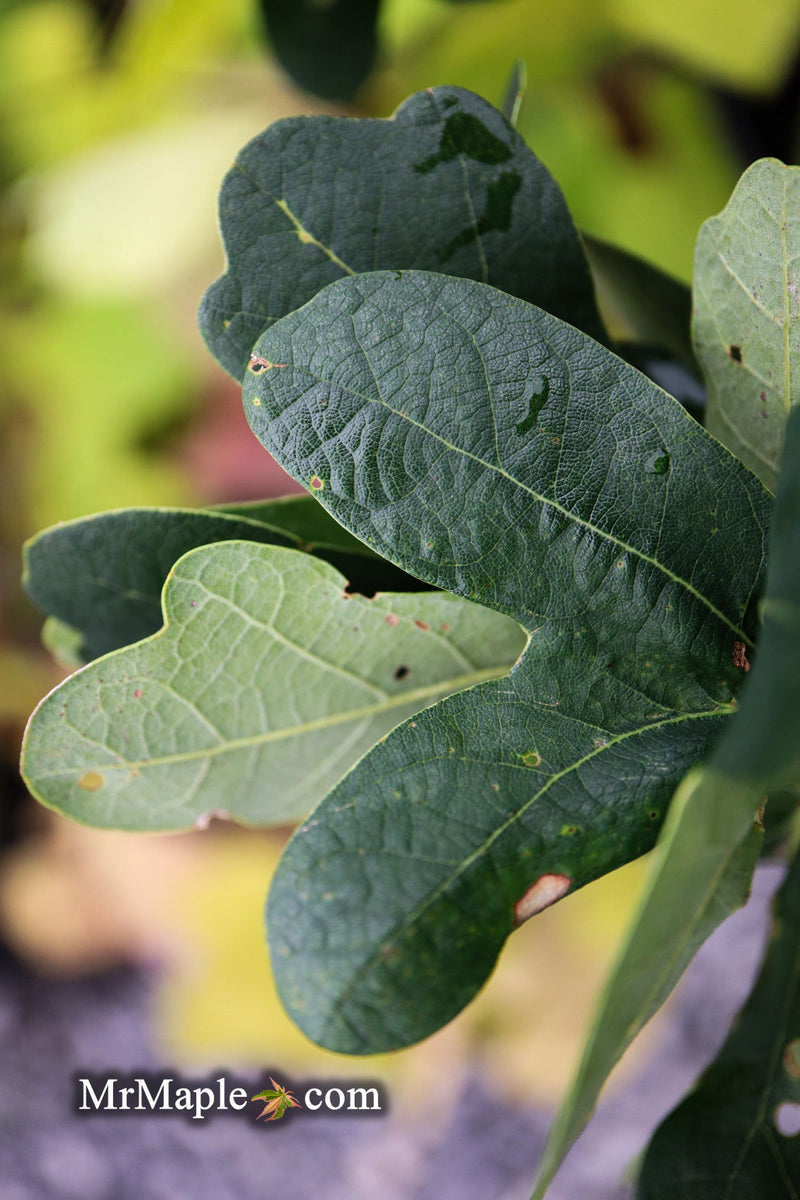 - Quercus robur 'Cristata' Curly Leaf English Oak - Mr Maple │ Buy Japanese Maple Trees