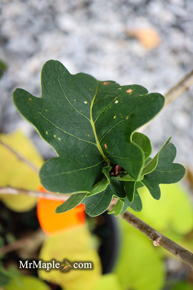 - Quercus robur 'Cristata' Curly Leaf English Oak - Mr Maple │ Buy Japanese Maple Trees
