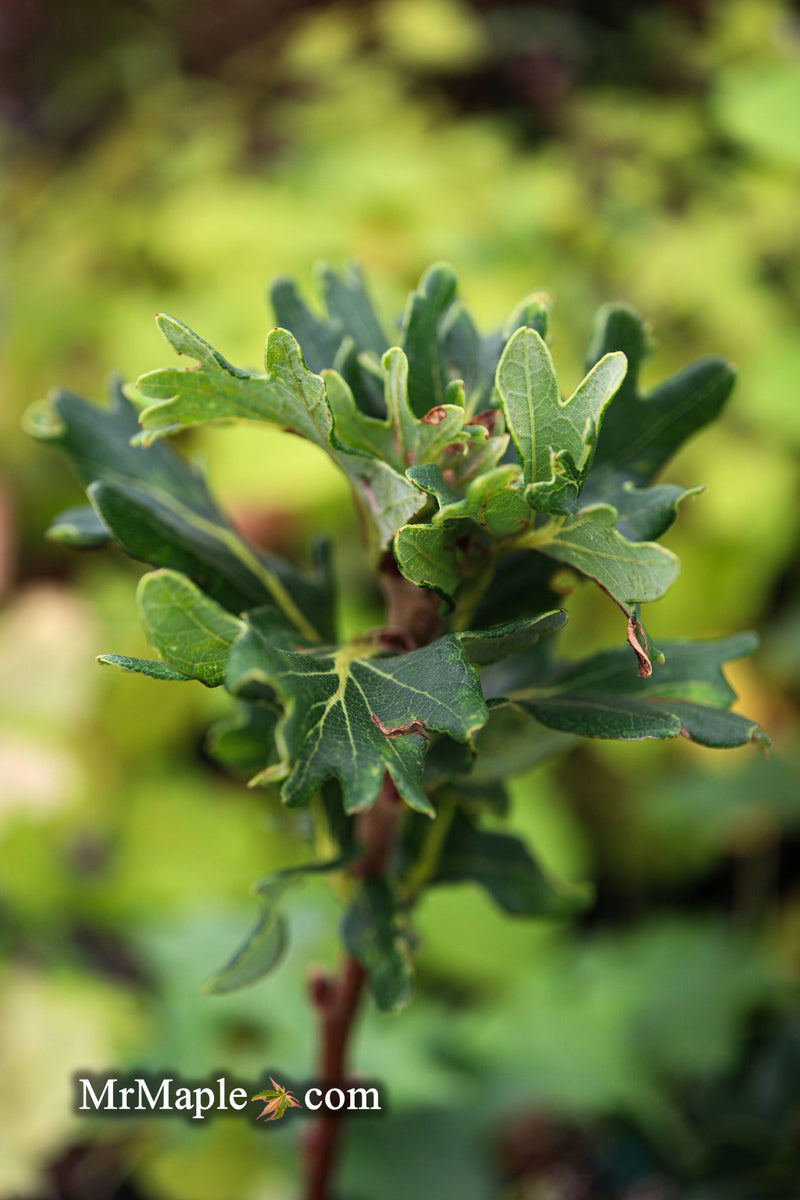 - Quercus robur 'Cristata' Curly Leaf English Oak - Mr Maple │ Buy Japanese Maple Trees
