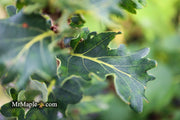 - Quercus robur 'Cristata' Curly Leaf English Oak - Mr Maple │ Buy Japanese Maple Trees