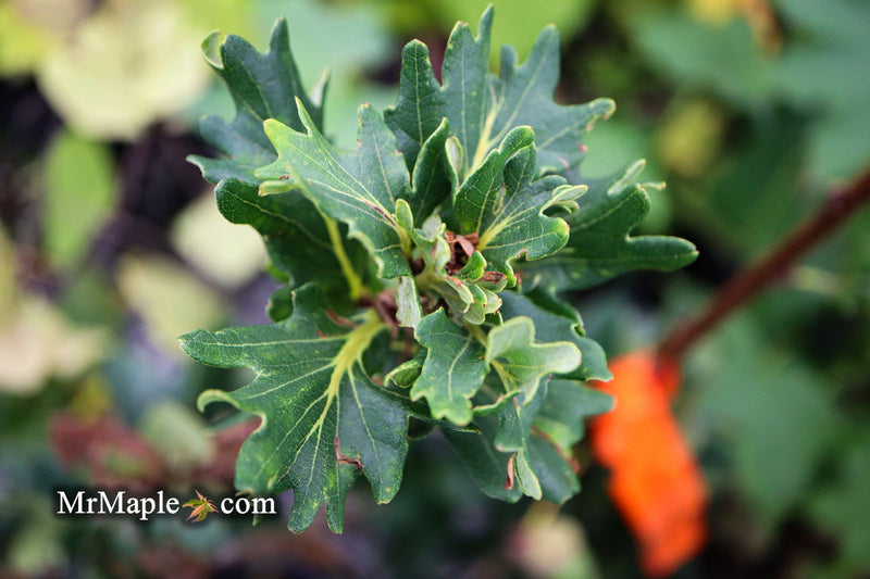 - Quercus robur 'Cristata' Curly Leaf English Oak - Mr Maple │ Buy Japanese Maple Trees