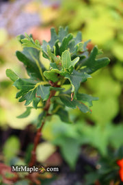 - Quercus robur 'Cristata' Curly Leaf English Oak - Mr Maple │ Buy Japanese Maple Trees