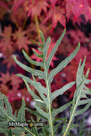 - Quercus robur 'Filicifolia' Cutleaf English Oak - Mr Maple │ Buy Japanese Maple Trees