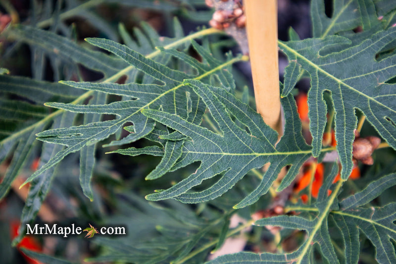 - Quercus robur 'Filicifolia' Cutleaf English Oak - Mr Maple │ Buy Japanese Maple Trees