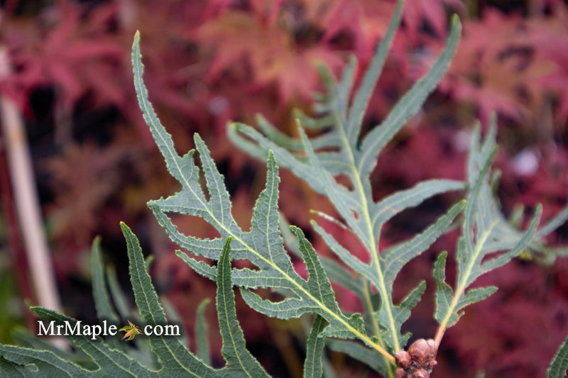 - Quercus robur 'Filicifolia' Cutleaf English Oak - Mr Maple │ Buy Japanese Maple Trees