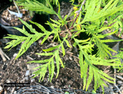 - Quercus robur 'Filicifolia' Cutleaf English Oak - Mr Maple │ Buy Japanese Maple Trees