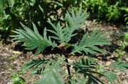 - Quercus robur 'Filicifolia' Cutleaf English Oak - Mr Maple │ Buy Japanese Maple Trees