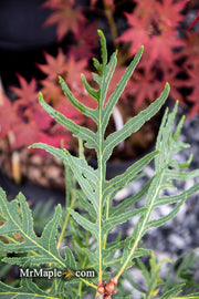 - Quercus robur 'Filicifolia' Cutleaf English Oak - Mr Maple │ Buy Japanese Maple Trees