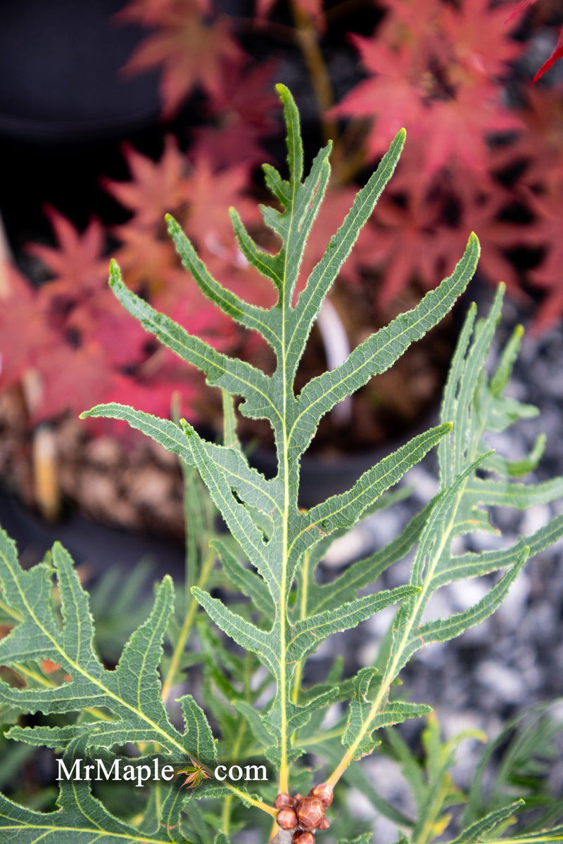 - Quercus robur 'Filicifolia' Cutleaf English Oak - Mr Maple │ Buy Japanese Maple Trees