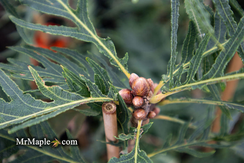 - Quercus robur 'Filicifolia' Cutleaf English Oak - Mr Maple │ Buy Japanese Maple Trees