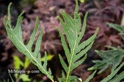 - Quercus robur 'Filicifolia' Cutleaf English Oak - Mr Maple │ Buy Japanese Maple Trees