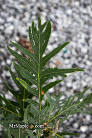 - Quercus robur 'Filicifolia' Cutleaf English Oak - Mr Maple │ Buy Japanese Maple Trees