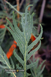 - Quercus robur 'Filicifolia' Cutleaf English Oak - Mr Maple │ Buy Japanese Maple Trees