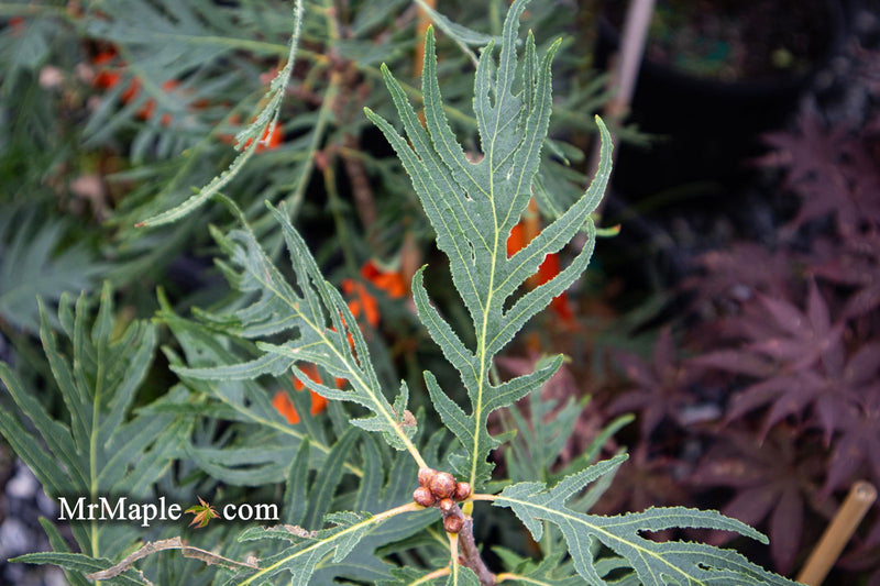 - Quercus robur 'Filicifolia' Cutleaf English Oak - Mr Maple │ Buy Japanese Maple Trees