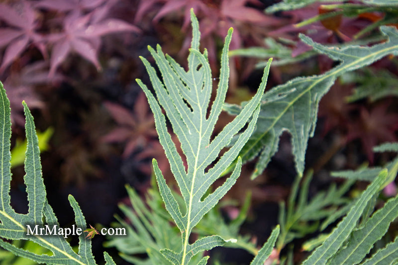 - Quercus robur 'Filicifolia' Cutleaf English Oak - Mr Maple │ Buy Japanese Maple Trees