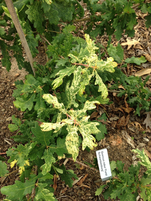 '- Quercus robur 'Furst Schwarzenberg' Variegated English Oak Tree - Mr Maple │ Buy Japanese Maple Trees