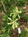 '- Quercus robur 'Furst Schwarzenberg' Variegated English Oak Tree - Mr Maple │ Buy Japanese Maple Trees