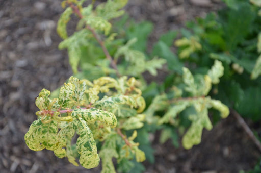 '- Quercus robur 'Furst Schwarzenberg' Variegated English Oak Tree - Mr Maple │ Buy Japanese Maple Trees