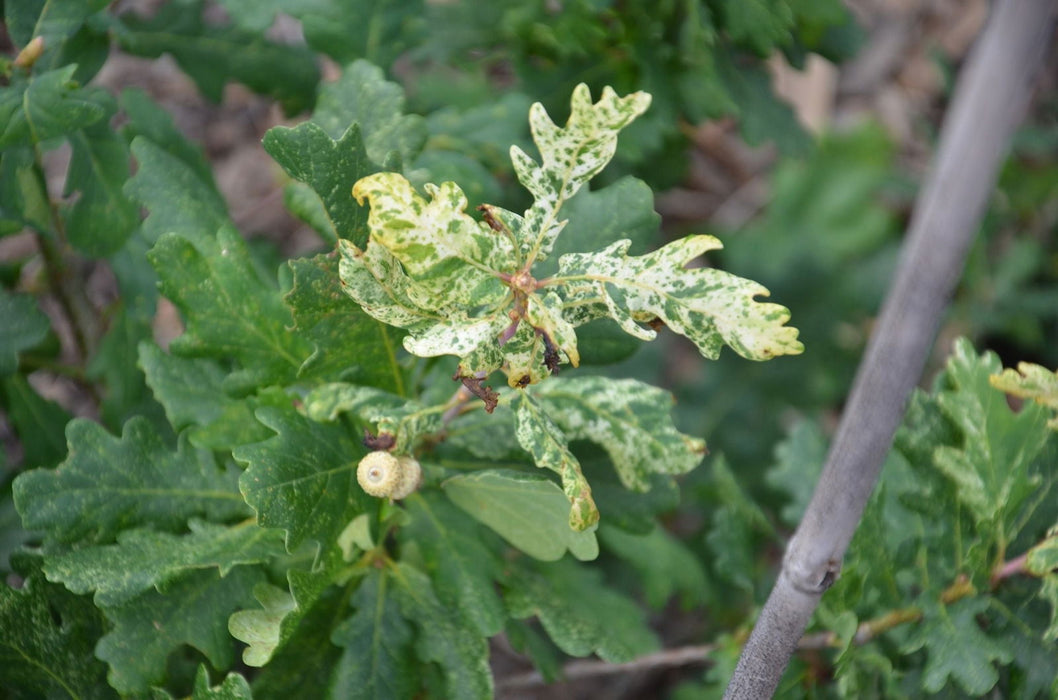 '- Quercus robur 'Furst Schwarzenberg' Variegated English Oak Tree - Mr Maple │ Buy Japanese Maple Trees