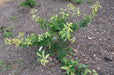 '- Quercus robur 'Furst Schwarzenberg' Variegated English Oak Tree - Mr Maple │ Buy Japanese Maple Trees