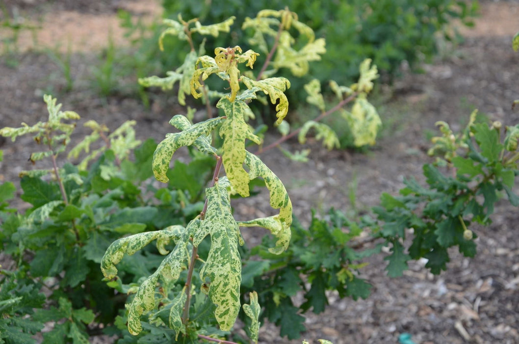 '- Quercus robur 'Furst Schwarzenberg' Variegated English Oak Tree - Mr Maple │ Buy Japanese Maple Trees