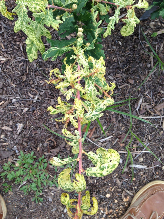 '- Quercus robur 'Furst Schwarzenberg' Variegated English Oak Tree - Mr Maple │ Buy Japanese Maple Trees