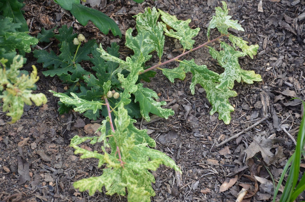 '- Quercus robur 'Furst Schwarzenberg' Variegated English Oak Tree - Mr Maple │ Buy Japanese Maple Trees