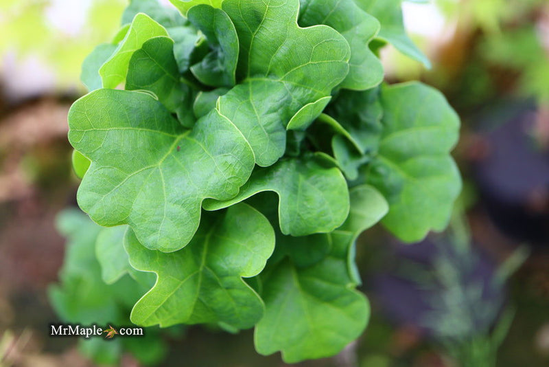 - Quercus robur 'General Pulaski' Dwarf Curly Leaf English Oak - Mr Maple │ Buy Japanese Maple Trees