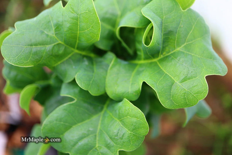 - Quercus robur 'General Pulaski' Dwarf Curly Leaf English Oak - Mr Maple │ Buy Japanese Maple Trees