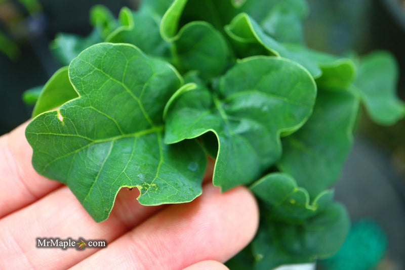 - Quercus robur 'General Pulaski' Dwarf Curly Leaf English Oak - Mr Maple │ Buy Japanese Maple Trees