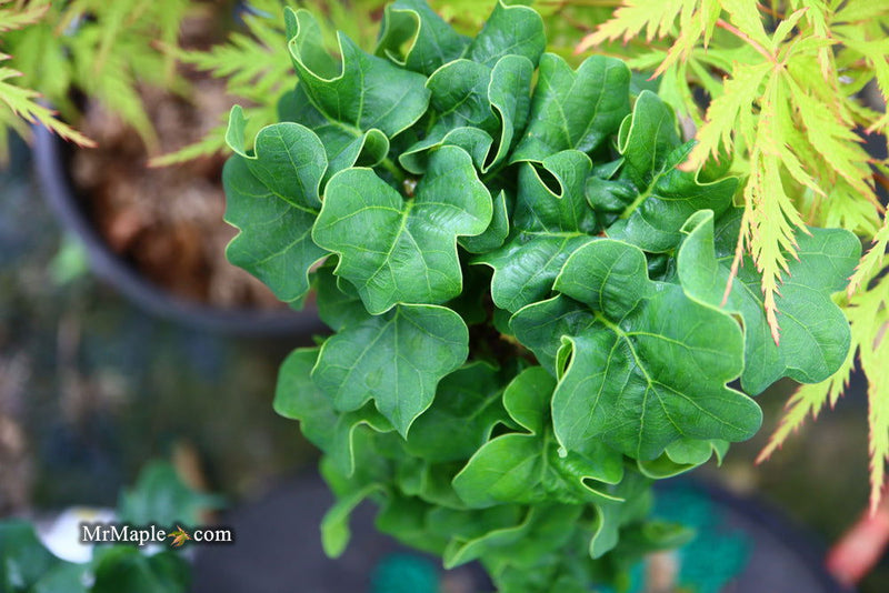 - Quercus robur 'General Pulaski' Dwarf Curly Leaf English Oak - Mr Maple │ Buy Japanese Maple Trees