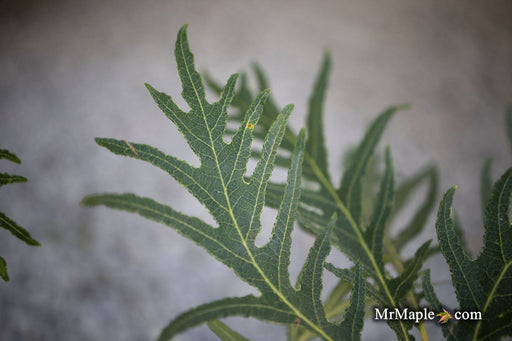 - Quercus robur 'Pectinata' Lace Leaf English Oak Tree - Mr Maple │ Buy Japanese Maple Trees