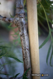 - Quercus robur 'Pectinata' Lace Leaf English Oak Tree - Mr Maple │ Buy Japanese Maple Trees