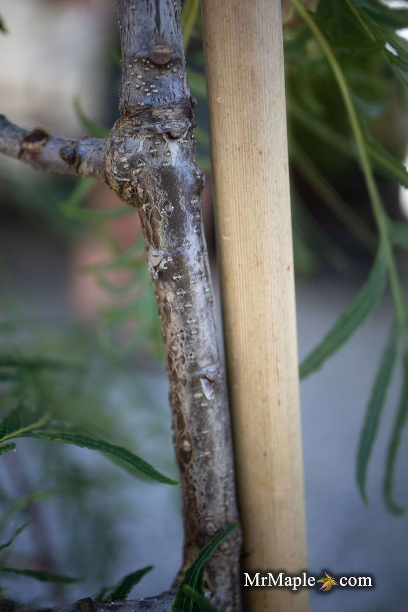 - Quercus robur 'Pectinata' Lace Leaf English Oak Tree - Mr Maple │ Buy Japanese Maple Trees