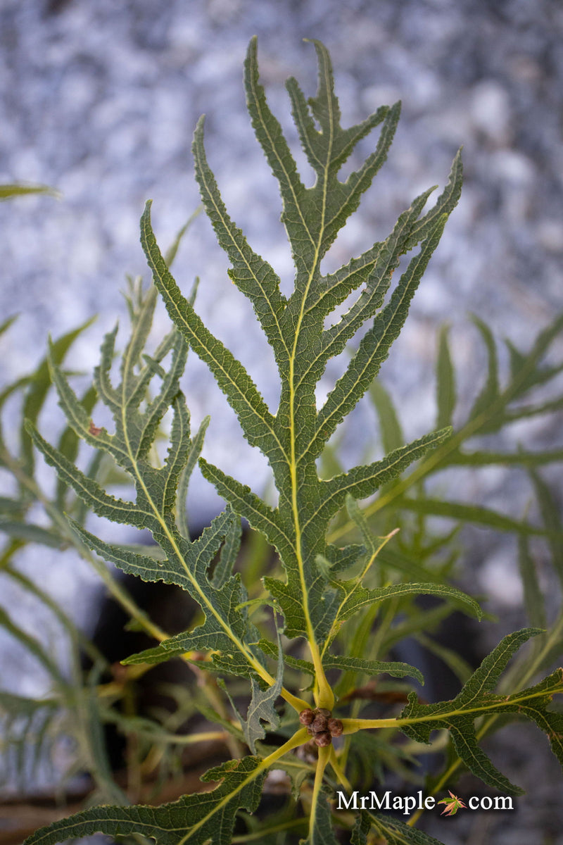 - Quercus robur 'Pectinata' Lace Leaf English Oak Tree - Mr Maple │ Buy Japanese Maple Trees