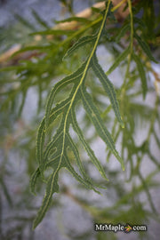 - Quercus robur 'Pectinata' Lace Leaf English Oak Tree - Mr Maple │ Buy Japanese Maple Trees