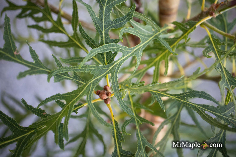 - Quercus robur 'Pectinata' Lace Leaf English Oak Tree - Mr Maple │ Buy Japanese Maple Trees