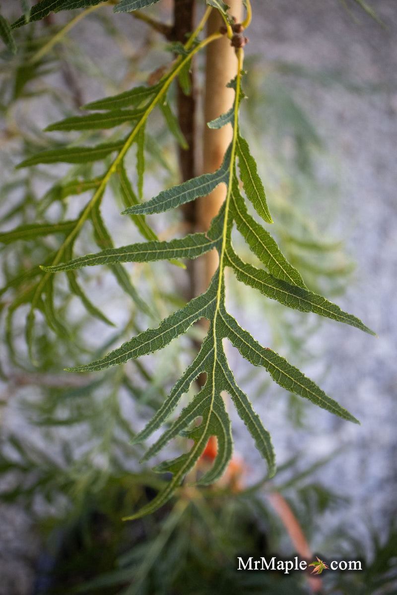 - Quercus robur 'Pectinata' Lace Leaf English Oak Tree - Mr Maple │ Buy Japanese Maple Trees