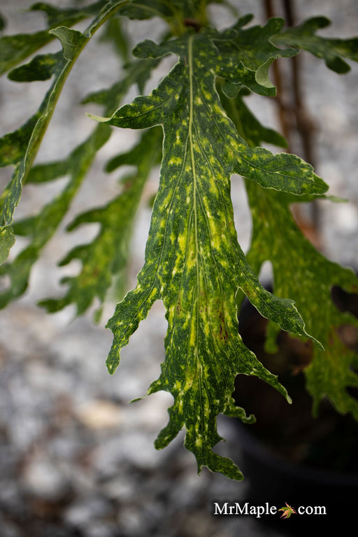 - Quercus robur 'Strypemonde' Cutleaf English Oak - Mr Maple │ Buy Japanese Maple Trees