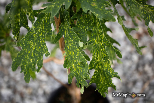 - Quercus robur 'Strypemonde' Cutleaf English Oak - Mr Maple │ Buy Japanese Maple Trees