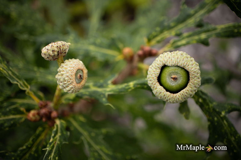 - Quercus robur 'Strypemonde' Cutleaf English Oak - Mr Maple │ Buy Japanese Maple Trees