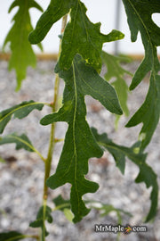 - Quercus robur 'Strypemonde' Cutleaf English Oak - Mr Maple │ Buy Japanese Maple Trees