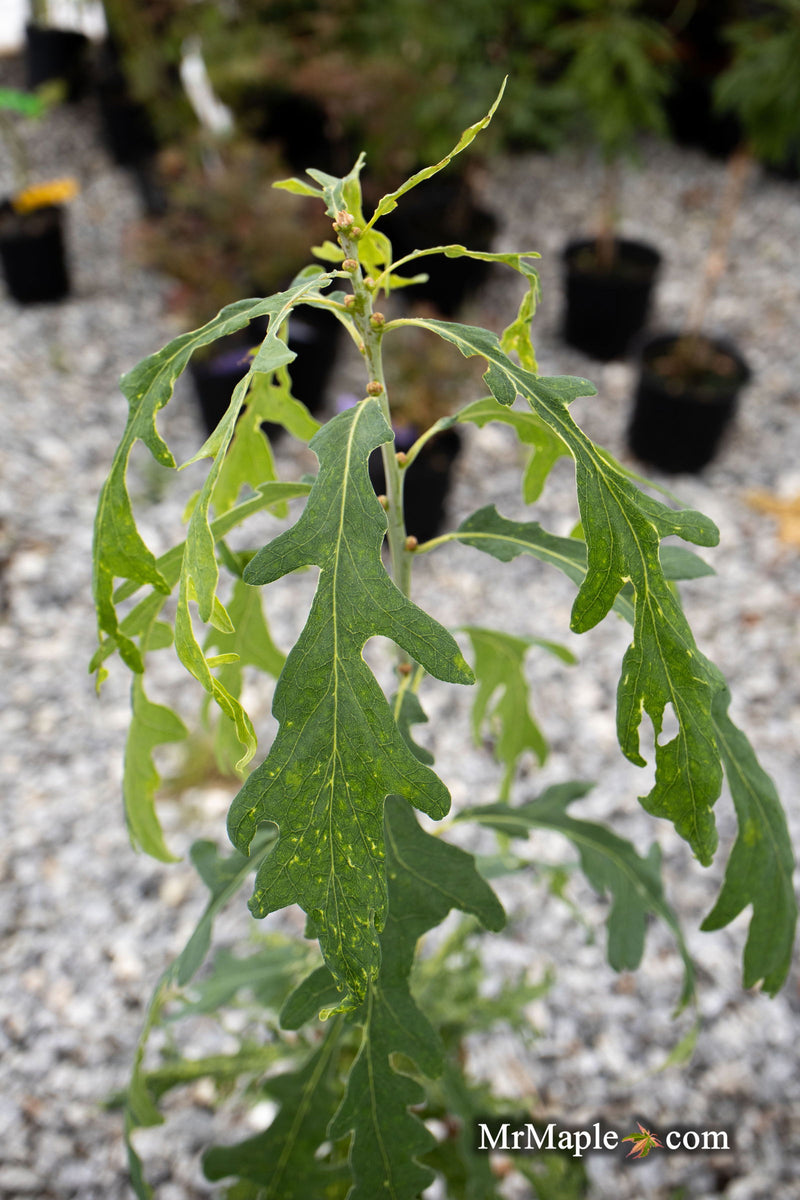 - Quercus robur 'Strypemonde' Cutleaf English Oak - Mr Maple │ Buy Japanese Maple Trees