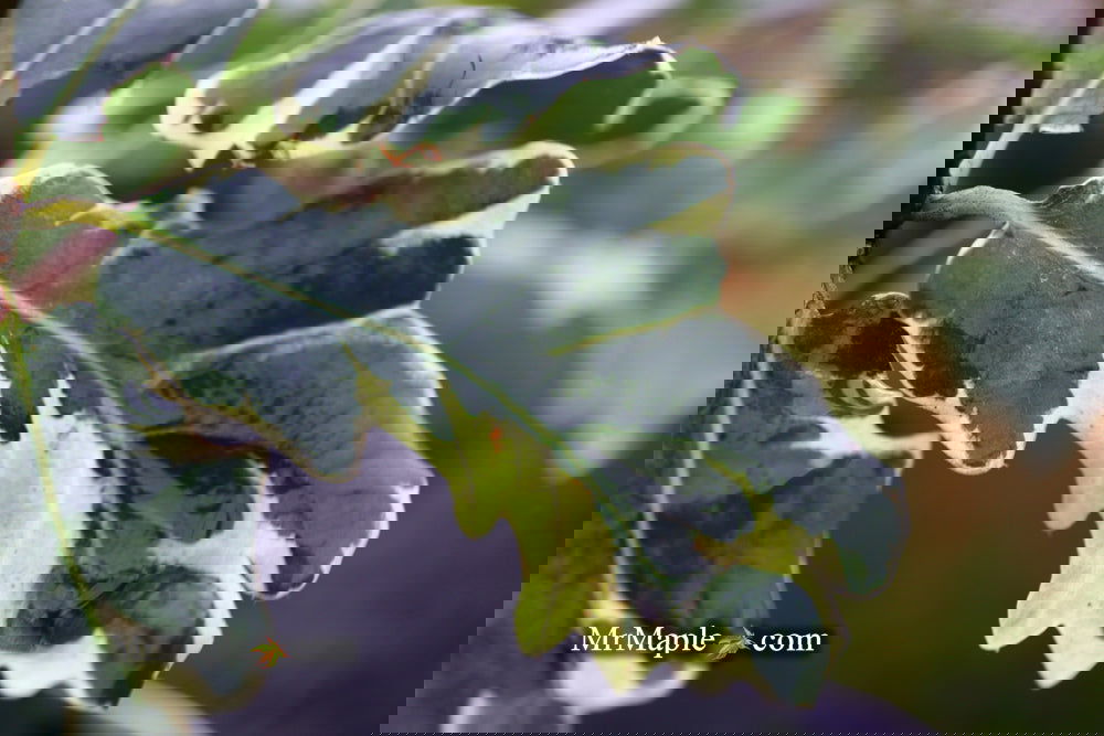 Buy Quercus robur 'Variegata‘ Variegaged English Oak Tree — Mr Maple ...