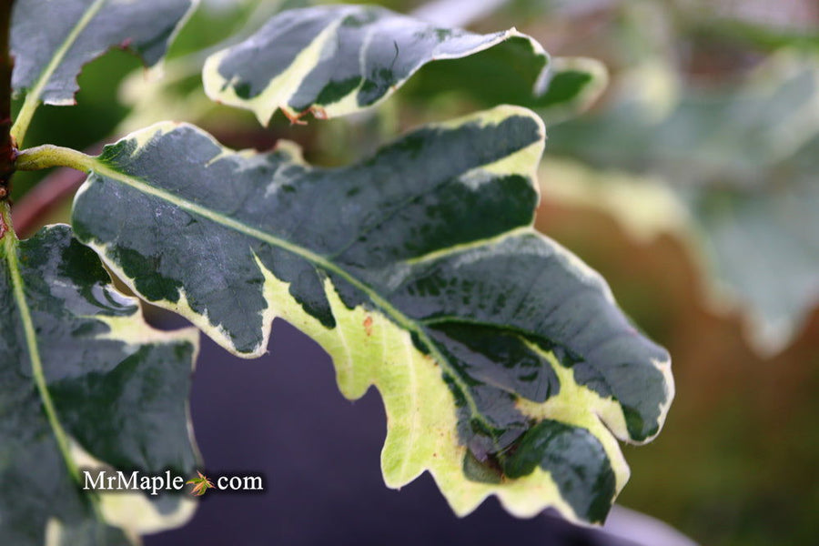 Buy Quercus robur 'Variegata‘ Variegaged English Oak Tree — Mr Maple ...