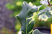 - Quercus robur 'Variegata' Variegated English Oak Tree - Mr Maple │ Buy Japanese Maple Trees