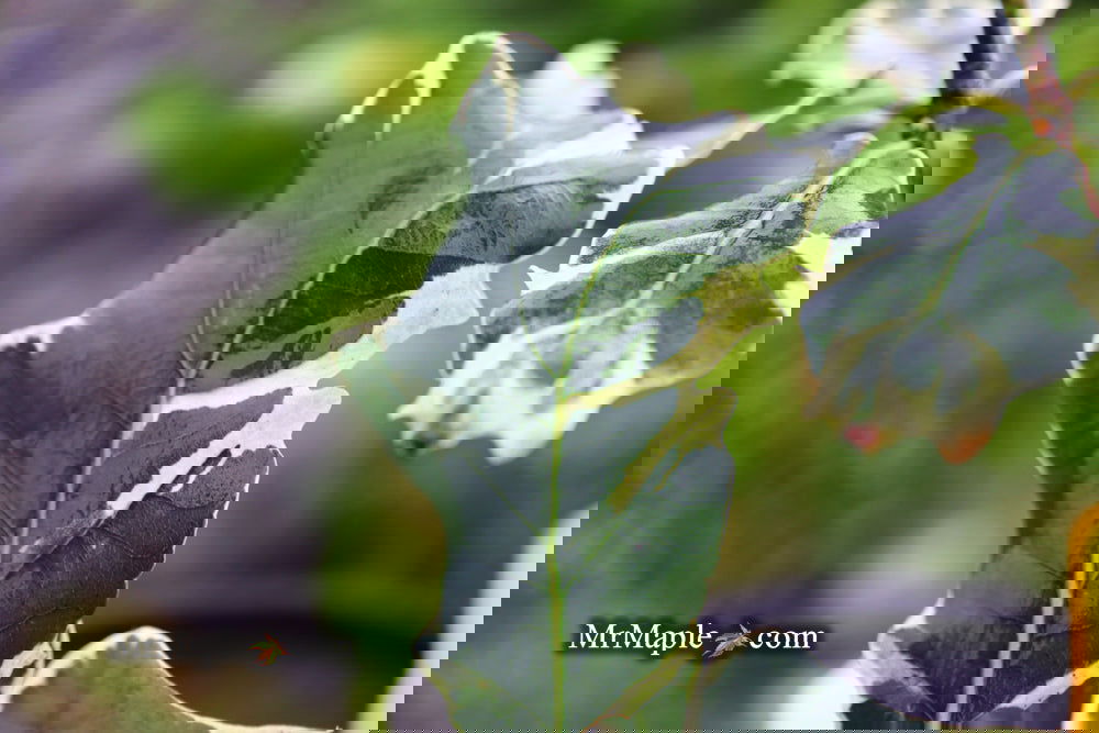 Buy Quercus robur 'Variegata‘ Variegaged English Oak Tree — Mr Maple ...