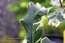 Buy Quercus robur 'Variegata‘ Variegaged English Oak Tree — Mr Maple ...