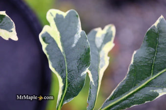 Buy Quercus robur 'Variegata‘ Variegaged English Oak Tree — Mr Maple ...